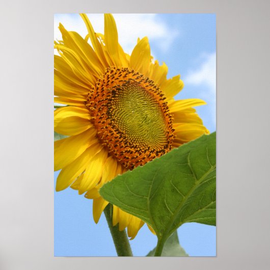 Affiche Sunny Sunflower (Devant)