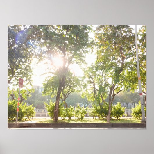 Affiche Sunny Trees (Devant)