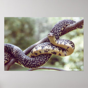 Affiche tachetée du Roi serpent