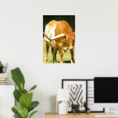Affiche Texas Longhorn de près (Bureau à domicile)