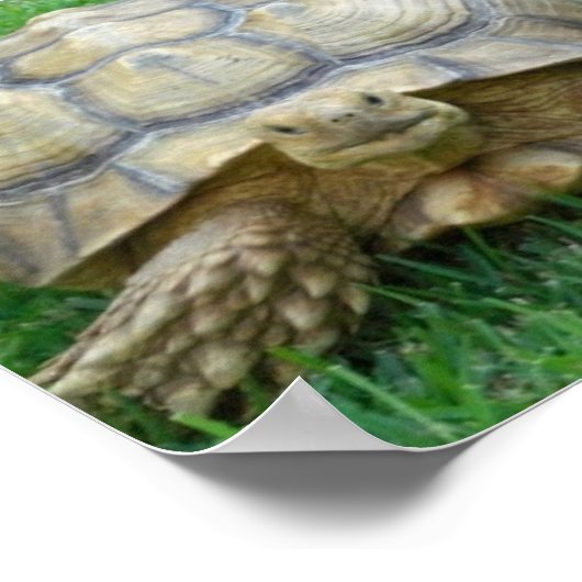 Affiche Tortoise (Coin)