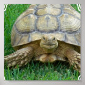 Affiche Tortoise (Devant)