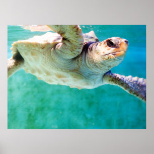 Affiche Tortue Caouanne #3