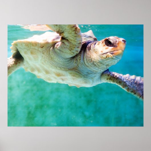 Affiche Tortue Caouanne #3 (Devant)