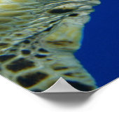 Affiche Tortue de mer (Coin)