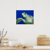 Affiche Tortue de mer (Cuisine)