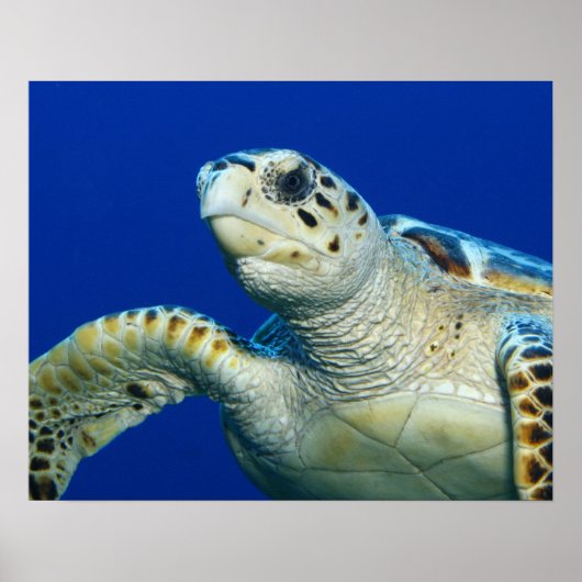 Affiche Tortue de mer (Devant)