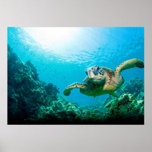 Affiche Tortue de Mer
