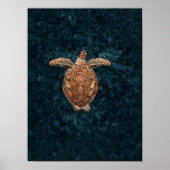 Affiche Tortue de Mer Impression Tortue de Mer Pos (Devant)