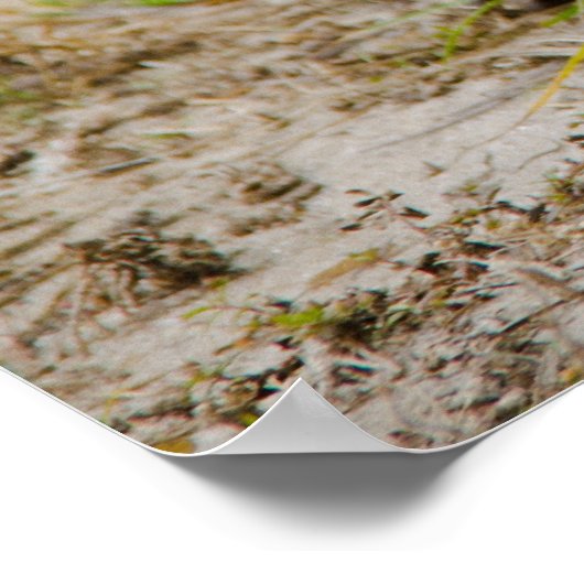 Affiche Tortue Gopher Mangeant de l'Herbe (Coin)