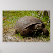 Affiche Tortue Gopher Mangeant de l'Herbe (Devant)