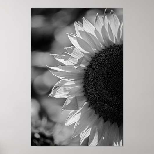 Affiche Tournesol Dans Le Champ NB (Devant)