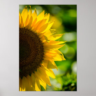 Affiche Tournesol Dans Le Champ Photographie