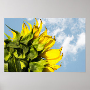Affiche - Tournesol Et Ciel