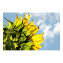 Affiche - Tournesol Et Ciel