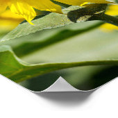 Affiche - Tournesol Isolé (Coin)
