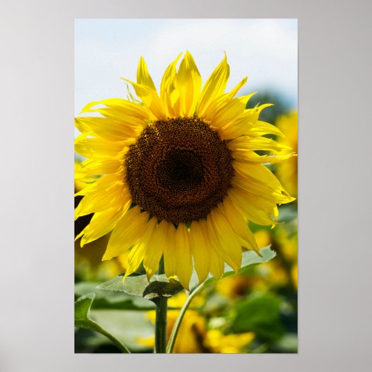Affiche - Tournesol Isolé (Devant)