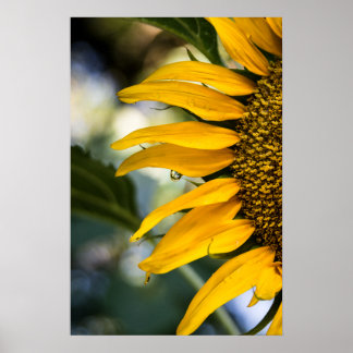 Affiche Tournesol Pluie Avec Gouttes Photographie