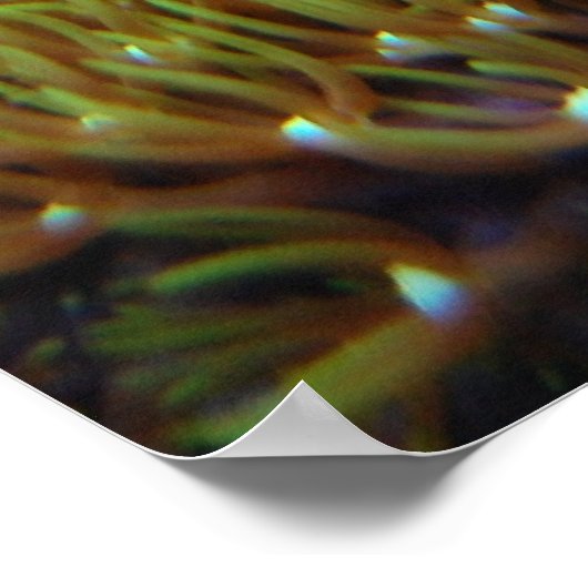 affiche vert étoile polype corail (Coin)