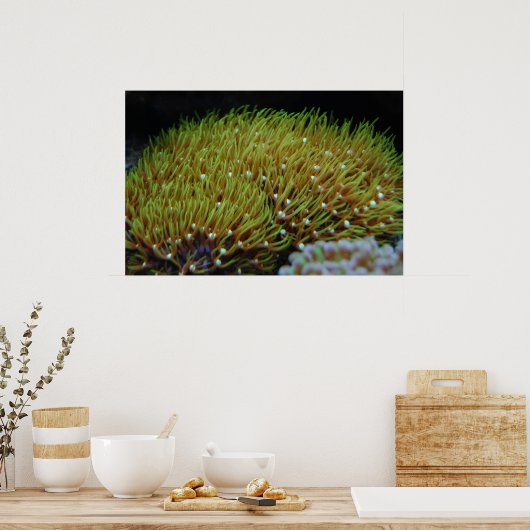 affiche vert étoile polype corail (Cuisine)