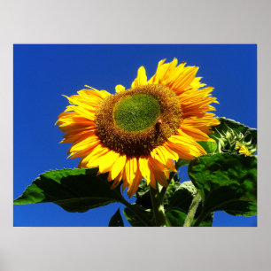 Affiche verte de tournesol de velours
