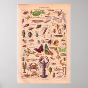 Affiche vintage 1920 d'arthopods