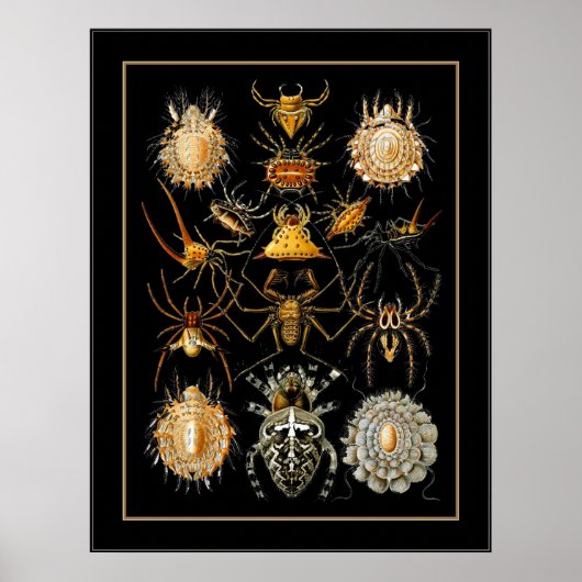 Affiche Vintage Artiste Ernst Haeckel Arachnida (Devant)