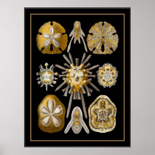 Affiche Vintage Artiste Ernst Haeckel Echinoidea