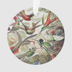 Affiche vintage colorée d'Ernst Haeckel sur les co
