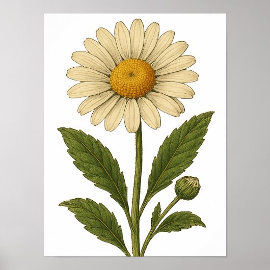 Affiche Vintage Daisy (Devant)