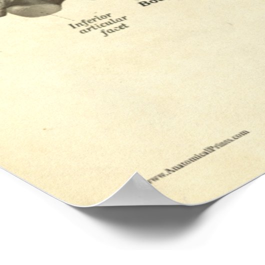 Affiche vintage d'anatomie des vertèbres cervicale (Coin)