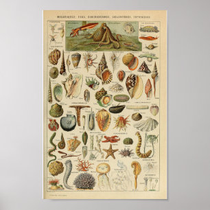 Affiche vintage d'animal d'océan de mollusques et