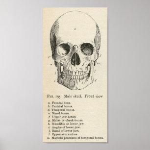 Affiche vintage de crâne