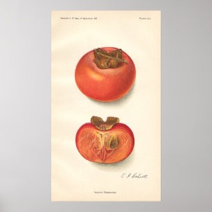 Affiche vintage de kaki