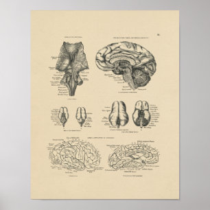 Affiche vintage de l'anatomie du cerveau humain, 1