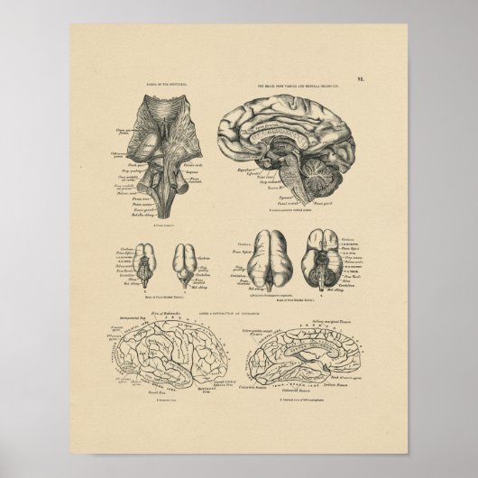 Affiche vintage de l'anatomie du cerveau humain, 1 (Devant)