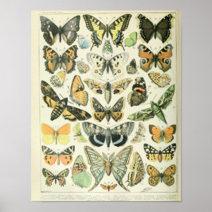 Affiche vintage de papillon