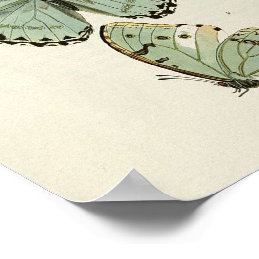 Affiche vintage de papillons  (Coin)