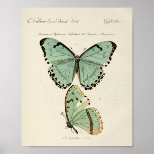 Affiche vintage de papillons 