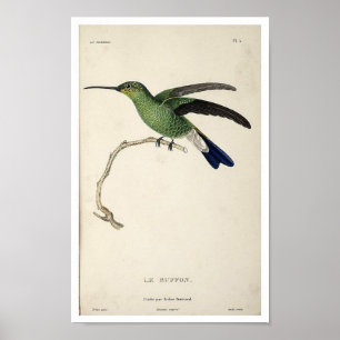 Affiche vintage d'impression de colibri