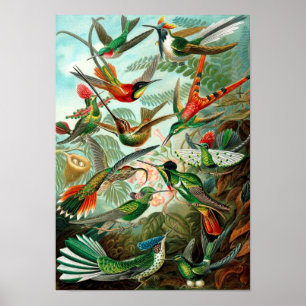 Affiche vintage d'oiseau