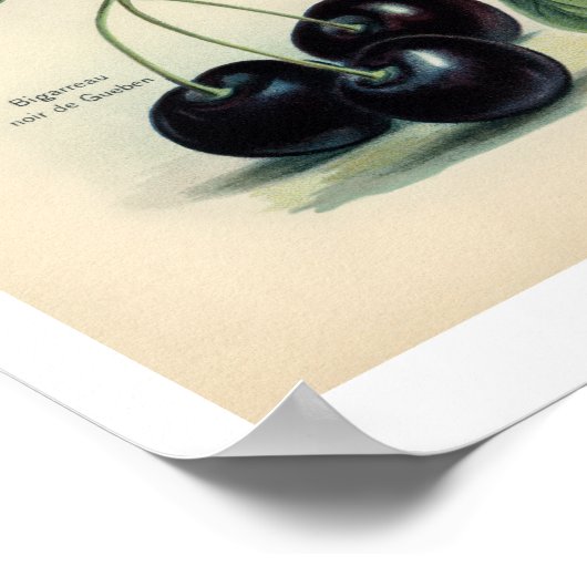 Affiche vintage Fruits - Cerise (Coin)