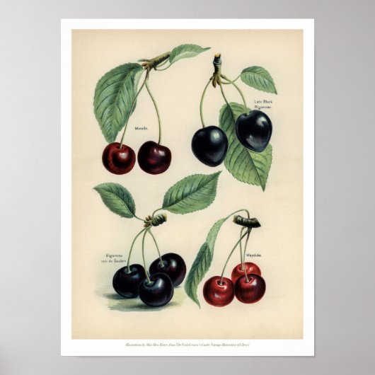 Affiche vintage Fruits - Cerise (Devant)