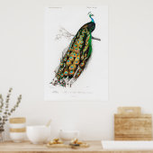 affiche vintage paon (Cuisine)