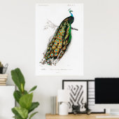 affiche vintage paon (Bureau à domicile)