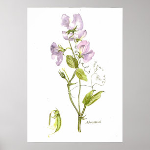 Affiche violette sensible de pois doux de couleur