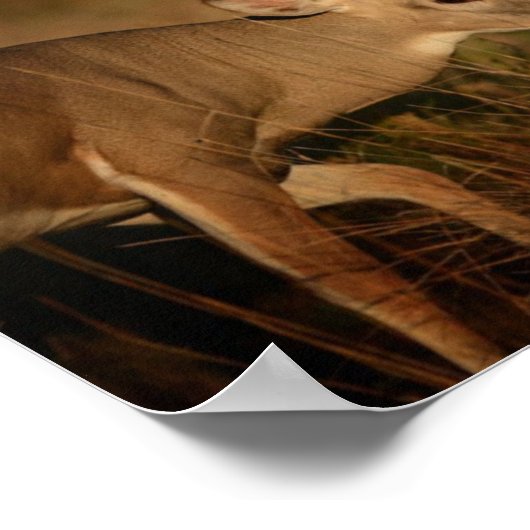 Affiche Walking Buck (Coin)