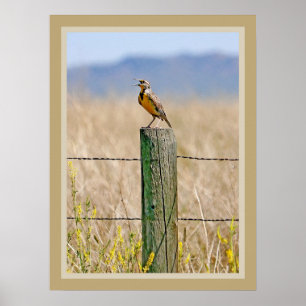 Affiche Western Meadowlark