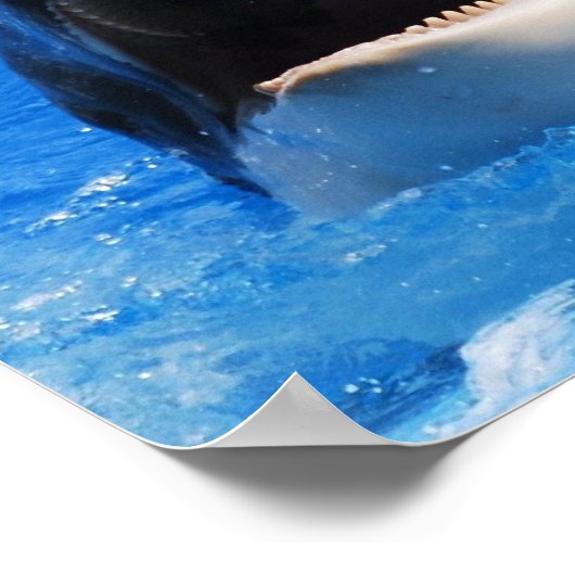 Affiche Whale Sounds (Coin)