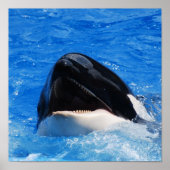 Affiche Whale Sounds (Devant)